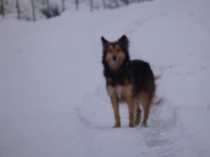 un cane marrone e nero in piedi nella neve di Posada del Fresno a Montejaque