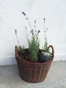 Foto dalla galleria di Székely ház a Praid