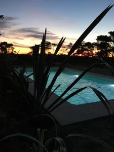 una planta frente a una piscina al atardecer en Pretas, en Punta del Diablo