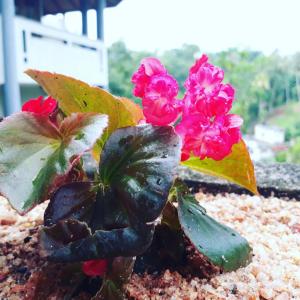 Zahrada ubytování Villa Familia