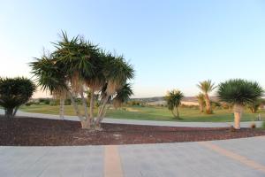 un grupo de palmeras en un parque en Vistabella, en Orihuela