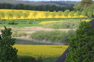 a field with yellow flowers and trees in the background at Ferienwohnung in Gustow in Gustow