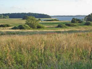 a field with tall grass and a body of water at Ferienwohnung in Gustow in Gustow