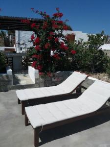 two benches sitting next to a bush with red flowers at Drougas' Windmill in Plaka Milou