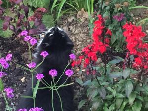 a black cat sitting in a garden of flowers at Chez Jo in Lewes