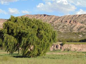 a tree in a field with mountains in the background at El Churqui in Humahuaca