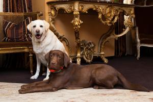 Gallery image of Best Western Plus Monopole M&eacute;tropole in Strasbourg