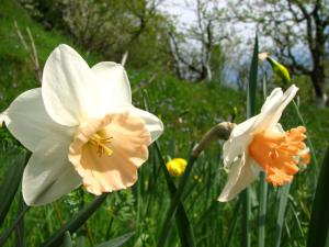 dos flores blancas y naranjas en el césped en Pensiunea Paradis, en Borobăneşti