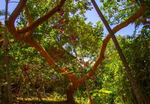 Un árbol con flores rosas en un bosque en Yacumaman Sanctuary en Tarapoto