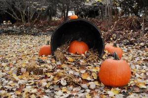 un groupe de citrouilles assis dans un tunnel dans l'établissement Maple Terrace Motel, à Williamstown
