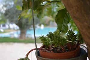 Vrt pred nastanitvijo Hotel Torre Santamaria Resort