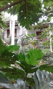 a large green plant in front of a building at Mountain nest in Ella