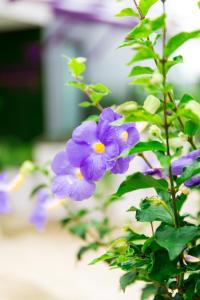 Zahrada ubytování Lilac Relax-Residence