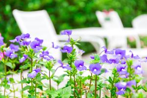 Zahrada ubytování Lilac Relax-Residence