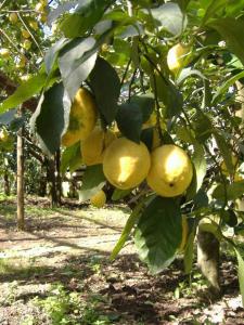 ピアノ・ディ・ソレントにあるAzienda Agricola Venieroのギャラリーの写真