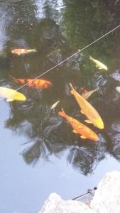 a group of koi fish swimming in a pond at The Sea Spirit Guest House in Hastings