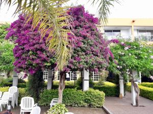 un jardín con flores púrpuras, sillas blancas y una palmera en City Hotel Termal, en Termas de Río Hondo