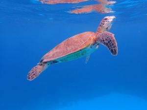uma tartaruga marinha verde a nadar na água em Torquay Terrace Bed & Breakfast em Hervey Bay