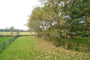 a row of trees in a field with leaves on the grass at Robbenhues in List