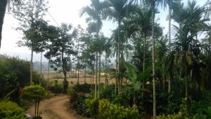 a dirt road through a forest with palm trees at Simply Coorg Estate Villa in Virajpet +5 photos