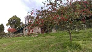 蒙默思的住宿－Top Barn WALES，谷仓前的苹果树