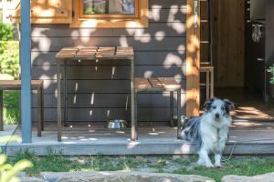 un perro sentado en el porche de una casa en Bungalows Verneda Mountain Resort en Arrós