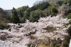 a group of trees with white flowers on them at Gyokuzoin in Heguri