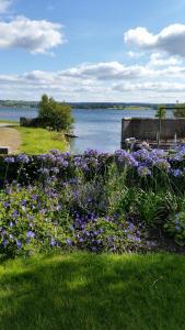 a field of purple flowers next to a body of water at Lakeside Loughrea in Loughrea