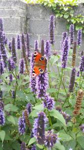 a butterfly sitting on top of purple flowers at Lakeside Loughrea in Loughrea