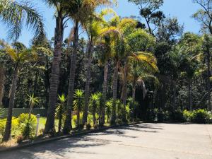 莫里莫科的住宿－莫里穆克天堂汽車旅館，公园里的一排棕榈树