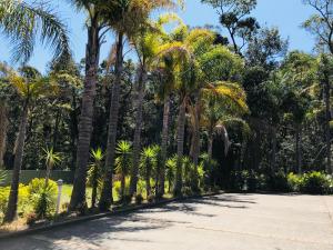 a row of palm trees in a park at Mollymook Paradise Haven Motel in Mollymook