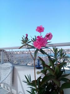 a plant with pink flowers on a balcony at dar wassim el ghali in Rabat