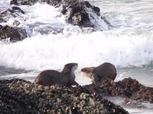 deux oiseaux debout sur les rochers près de l'eau dans l'établissement Kamma-Otter, à Natureʼs Valley