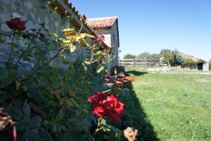 a red rose bush next to a wall at Masia La Casablanca in La Puebla de Valverde