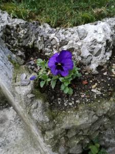 a purple flower sitting on a rock wall at Lari Baveno in Baveno
