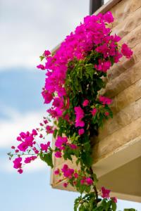 a bunch of pink flowers hanging from a wall at Julian Club Hotel in Marmaris