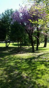 Zahrada ubytování Assisi Garden