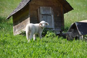 Animal o animals de companyia a Appart Tramontana