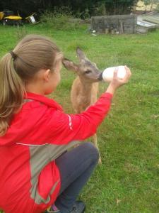 młoda dziewczyna karmiąca jelenia z butelki w obiekcie Gästehaus am Schloßpark w mieście Werben
