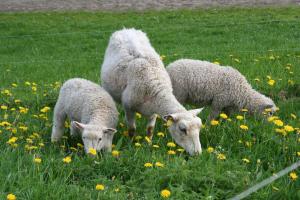 drie schapen grazen in een veld van gras en bloemen bij Fagerlid Gård in Hova