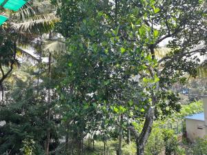 Gallery image of Able Homestay in Thekkady