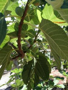 チェーリエ・メッサーピカにあるVilla Gianfredaの緑の果実を植えた木の枝