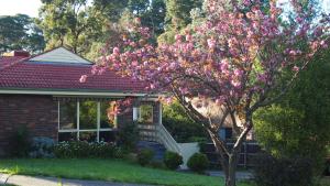 un árbol con flores rosas delante de una casa en No 96, en Melbourne