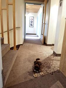 Domácí mazlíčci ubytovaní s hosty v ubytování Hotel in den Herrnwiesen