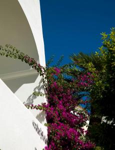 a white wall with purple flowers on it at Albergo Gatto Bianco in Capri