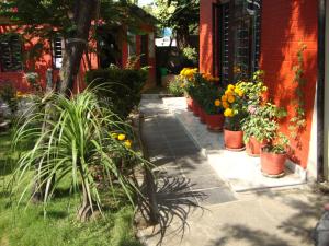 ポカラにあるニューサミット ゲストハウスの鉢植えの集団