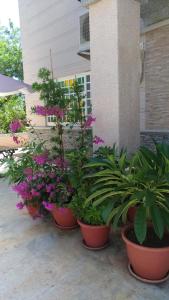 En hage utenfor Jin Xi Fu B&B