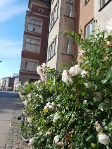 una fila de bicicletas estacionadas frente a un edificio en Aaboulevard Apartment, en Copenhague