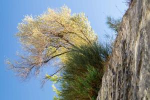 a tree growing on the side of a stone wall at Semeli in Kokkari