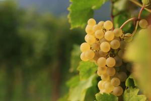 Mynd úr myndasafni af Agriturismo I Comelli í Nimis